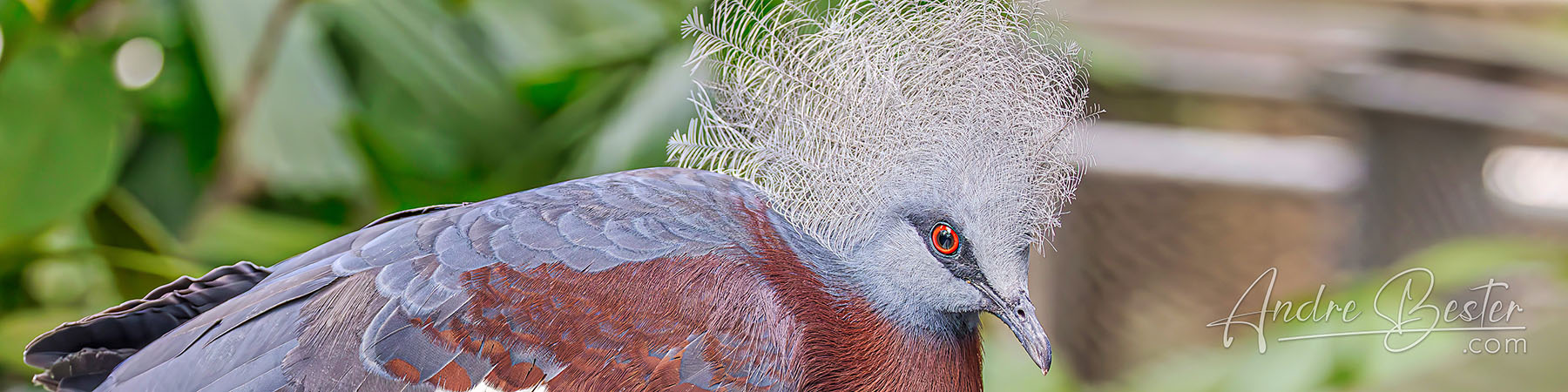 Mysterious Papua