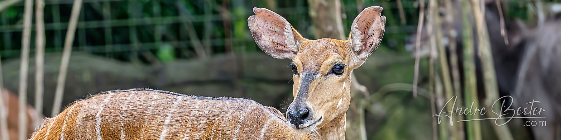 Singapore Zoo: Hoofed Animals