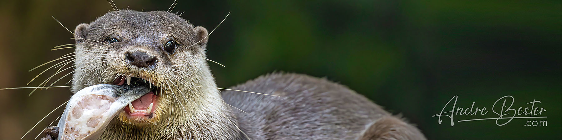Singapore Zoo: Carnivores