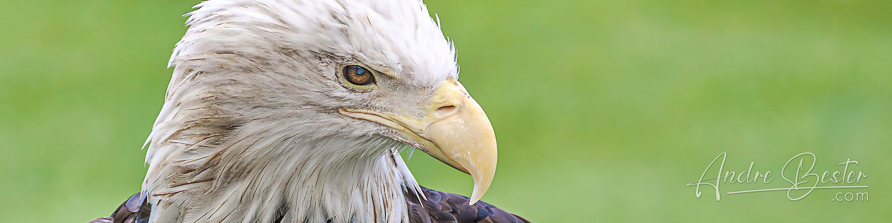 Predators on Wings
