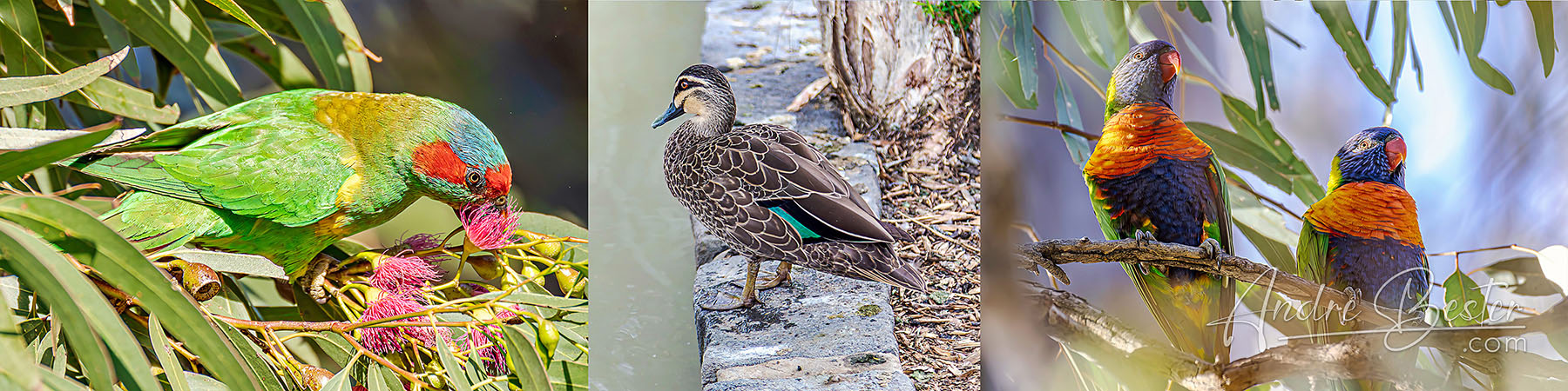Birds of Swan Hill Part 4