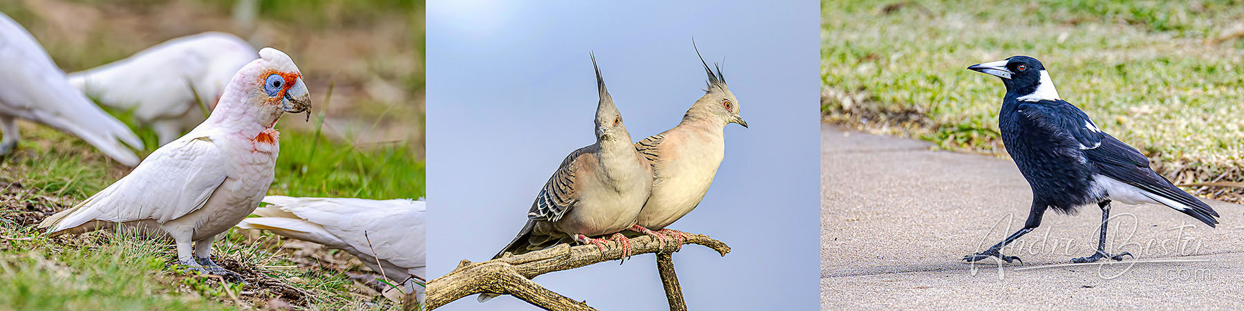 Birds of Swan Hill Part 1