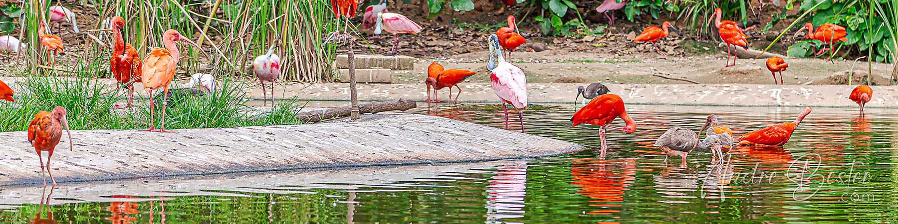 Crimson Wetlands
