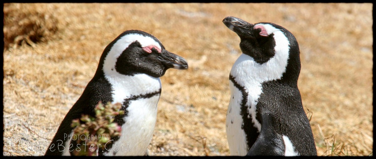 Boulders Beach