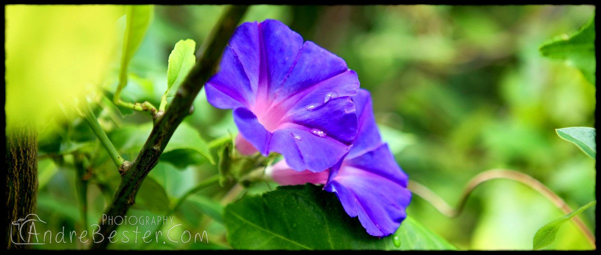 First 5D Mark II Images